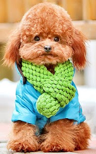 How to download Poodle Wallpapers HD 1.0 mod apk for pc
