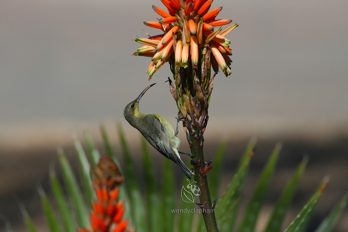 Malachite sunbird