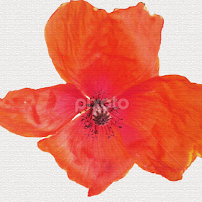 Red flower by Bepina Spužvasta - Flowers Single Flower