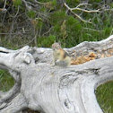Golden Mantled Ground Squirrel