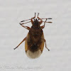 Birch Catkin Bug
