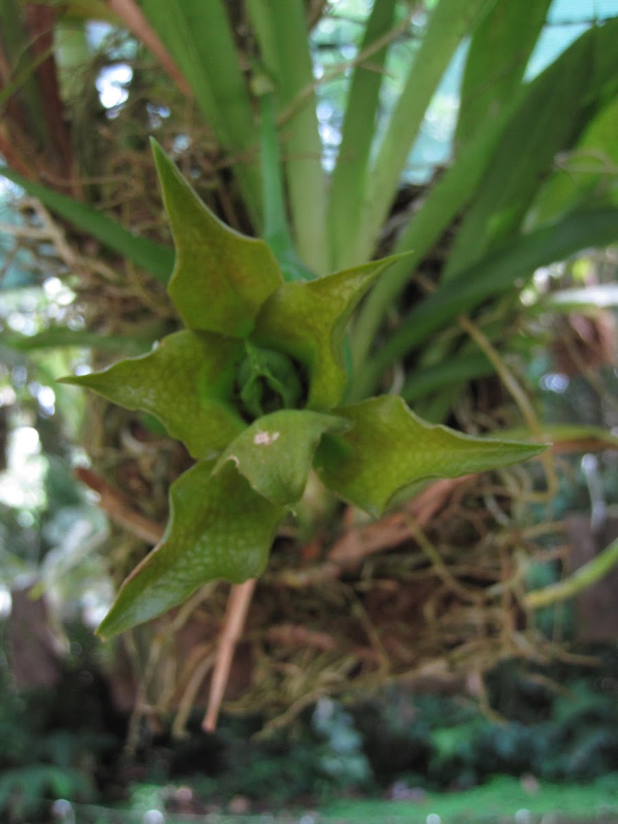 Orquidea