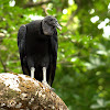 Black Vultures