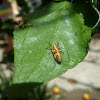 Larva de mariquita