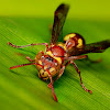 Red and Yellow Paper Wasp
