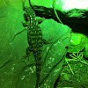 Tropical Girdled Lizard