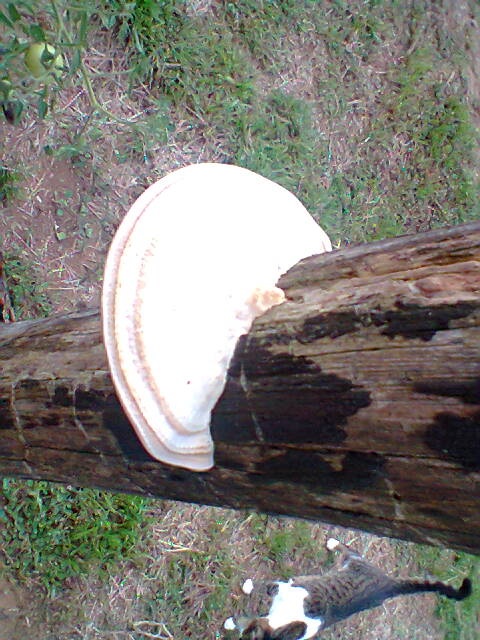 Parasite White fungus