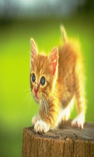 How to install Cat Puzzle Games lastet apk for pc