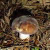 Boletus