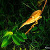 Yellow Bittern