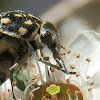 Large Tumbling Flower Beetle