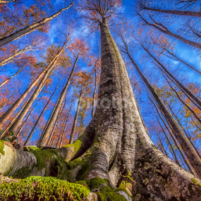 Beech tree in the Fall by Stanislav Horacek - Nature Up Close Trees & Bushes