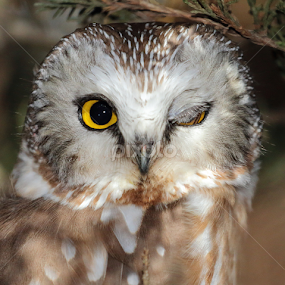 Northern Saw-whet Owl by Terry Sohl - Animals Birds