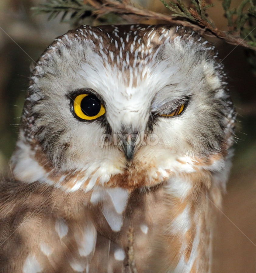 Northern Saw-whet Owl by Terry Sohl - Animals Birds