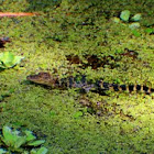 American Alligator