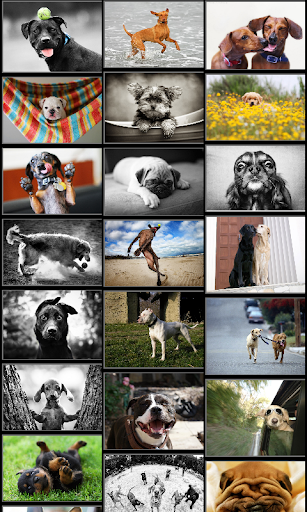 Dogs Backgrounds Wallpapers