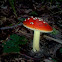 Fly Agaric mushroom