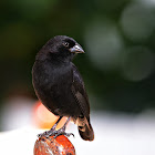 small ground finch (male)