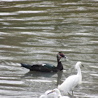 Muscovy Duck; Snowy Egret