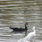 Muscovy Duck; Snowy Egret