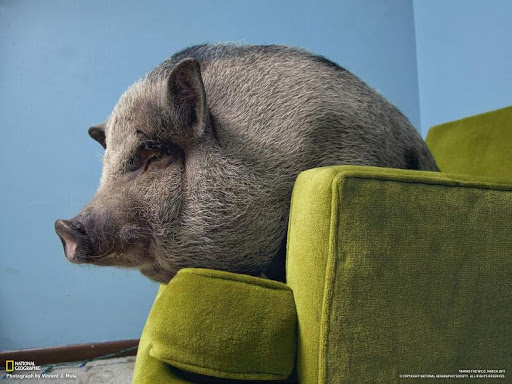 Best Micro Pig Wallpapers HD