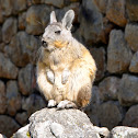 Mountain Viscacha