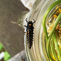 Lady Bug - mid-larva stage