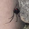Southern Black Widow Spider (female)