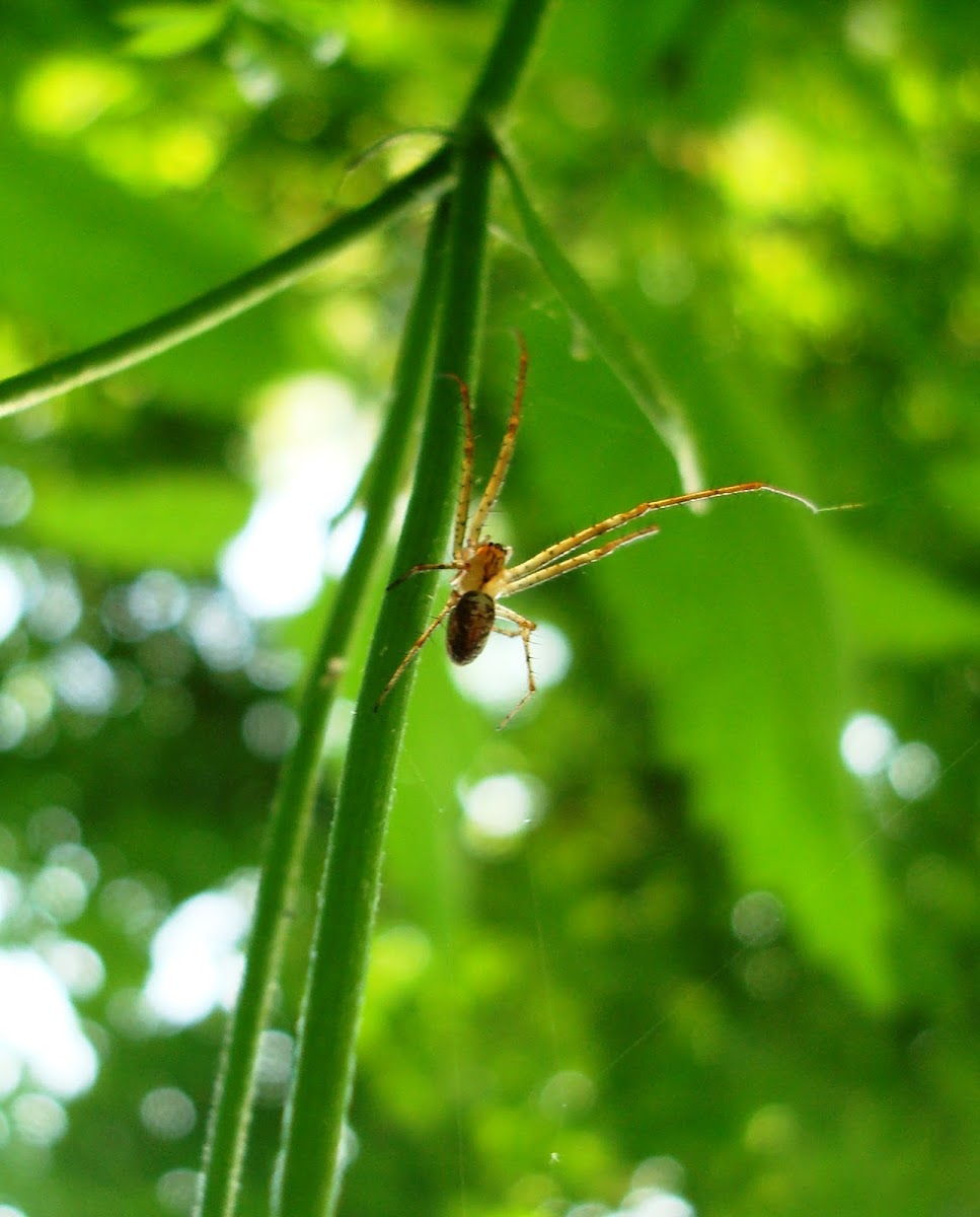 Large-jawed Orb Web Spider