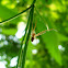Large-jawed Orb Web Spider