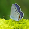 Short-tailed Blue or Tailed Cupid (male)