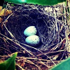 Cardinal Eggs