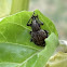 Garden weevil