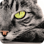 Cover Image of ดาวน์โหลด จุดแมว 1.2 APK