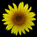 Sunflower LW Free + weather Apk