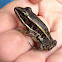 Pickerel frog