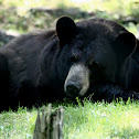 American Black Bear