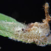 Flanel moth caterpillar