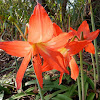 Barbados Lily