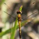 Little Blue Dragonlet Dragonfly (female)