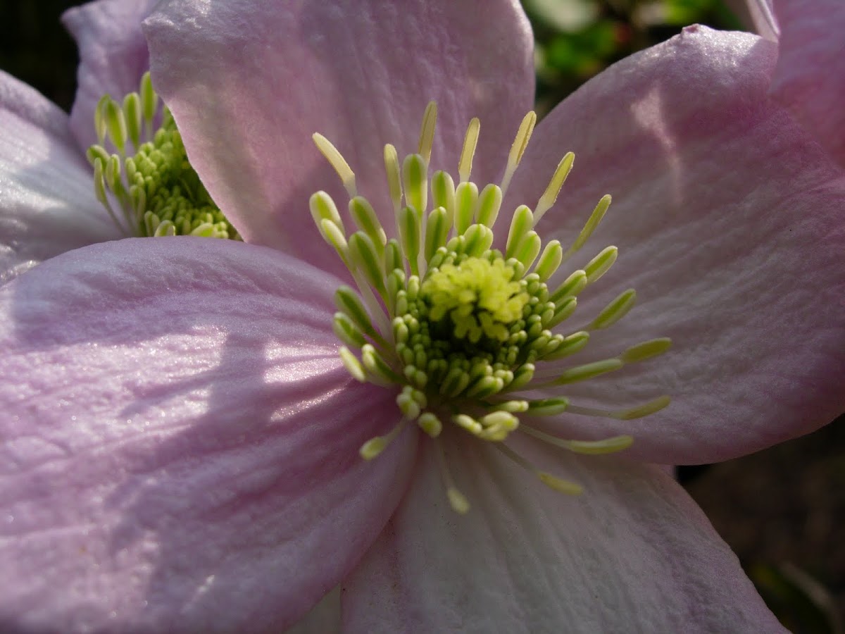 Clemátide. Clematis