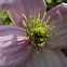 Clemátide. Clematis