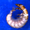 Caddisfly Larva