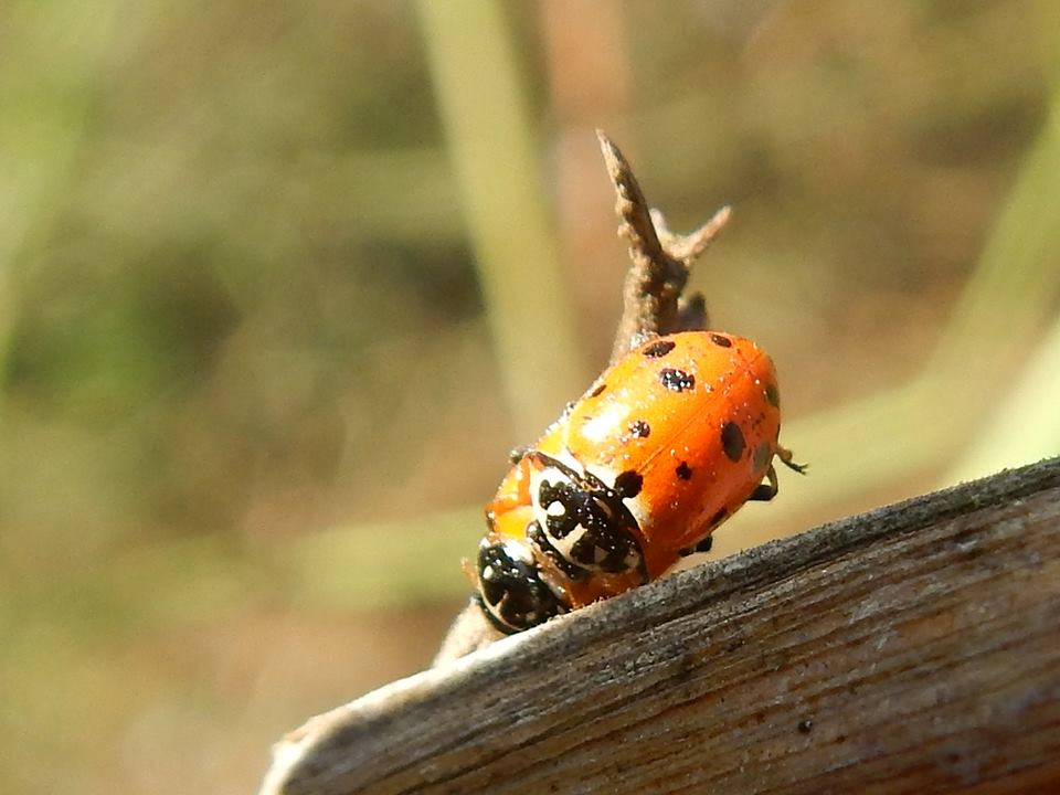 Coccinella 13-punctata