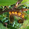 Yellow-Necked Caterpillar