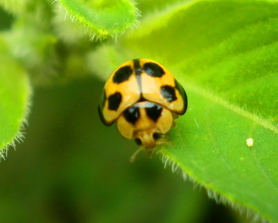 Variable lady beetle