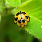 Variable lady beetle