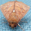 Erebid moth 