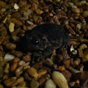 Fowlers Toad