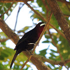 Silver-Beaked Tanager